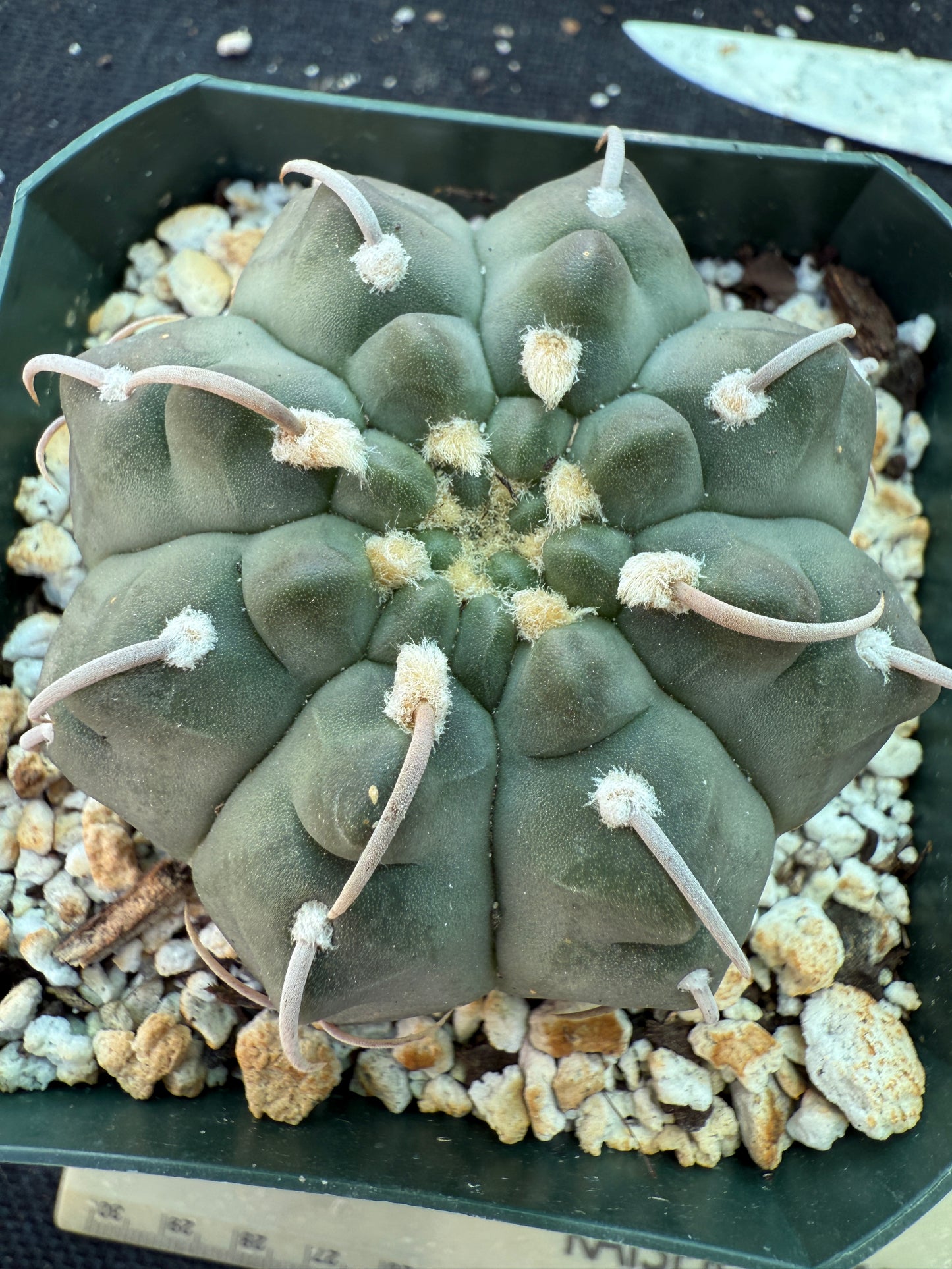 Gymnocalycium vatteri Japanese imports 155 beautiful