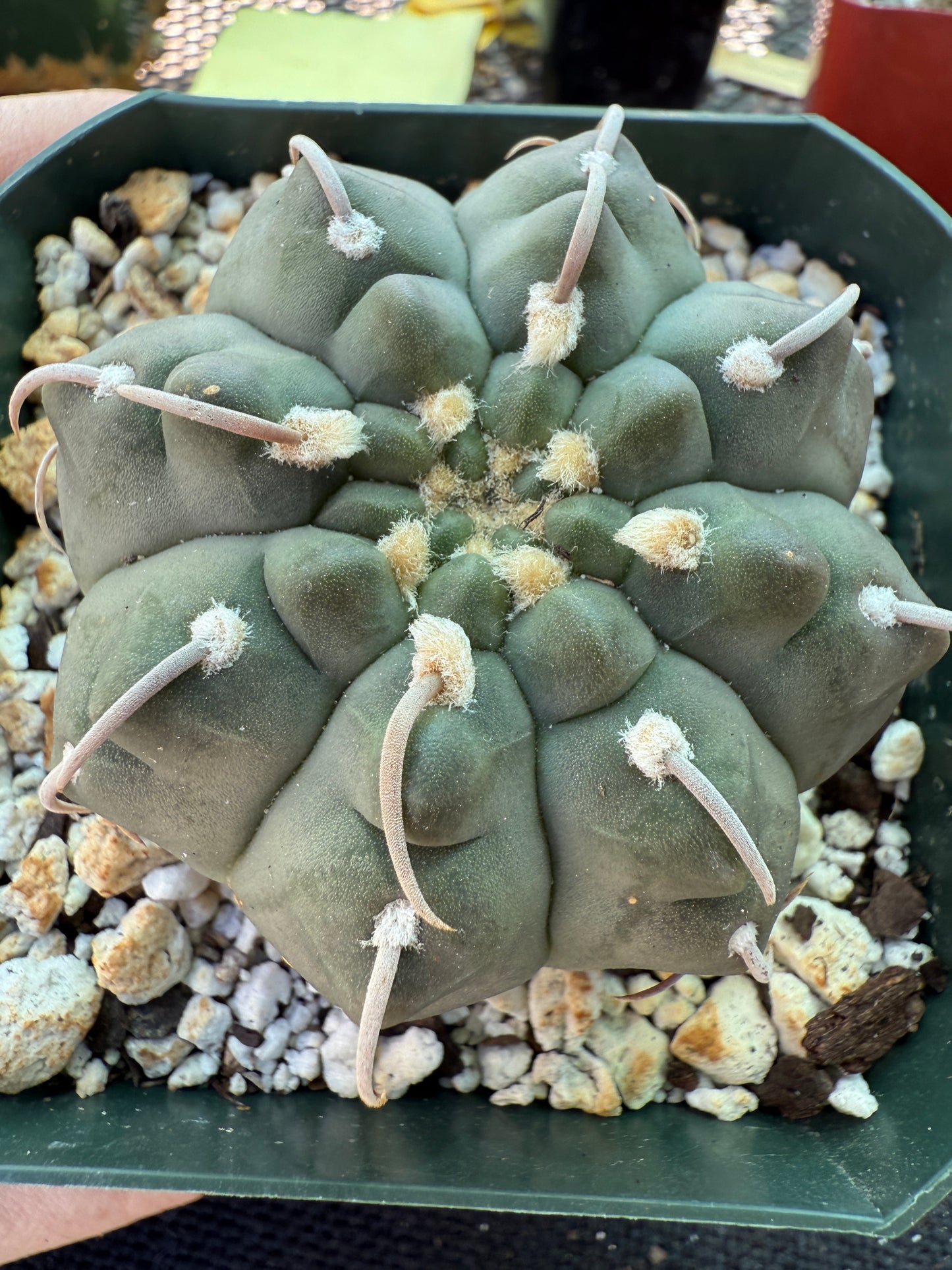 Gymnocalycium vatteri Japanese imports 155 beautiful