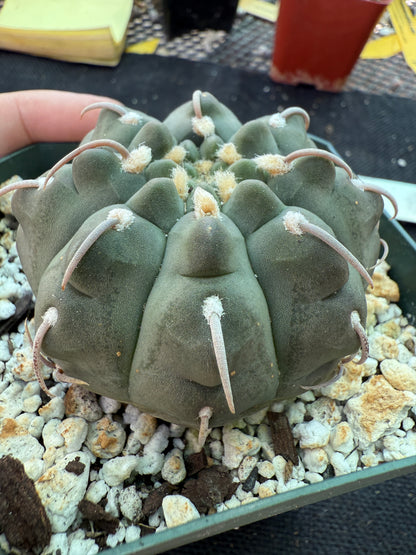 Gymnocalycium vatteri Japanese imports 155 beautiful