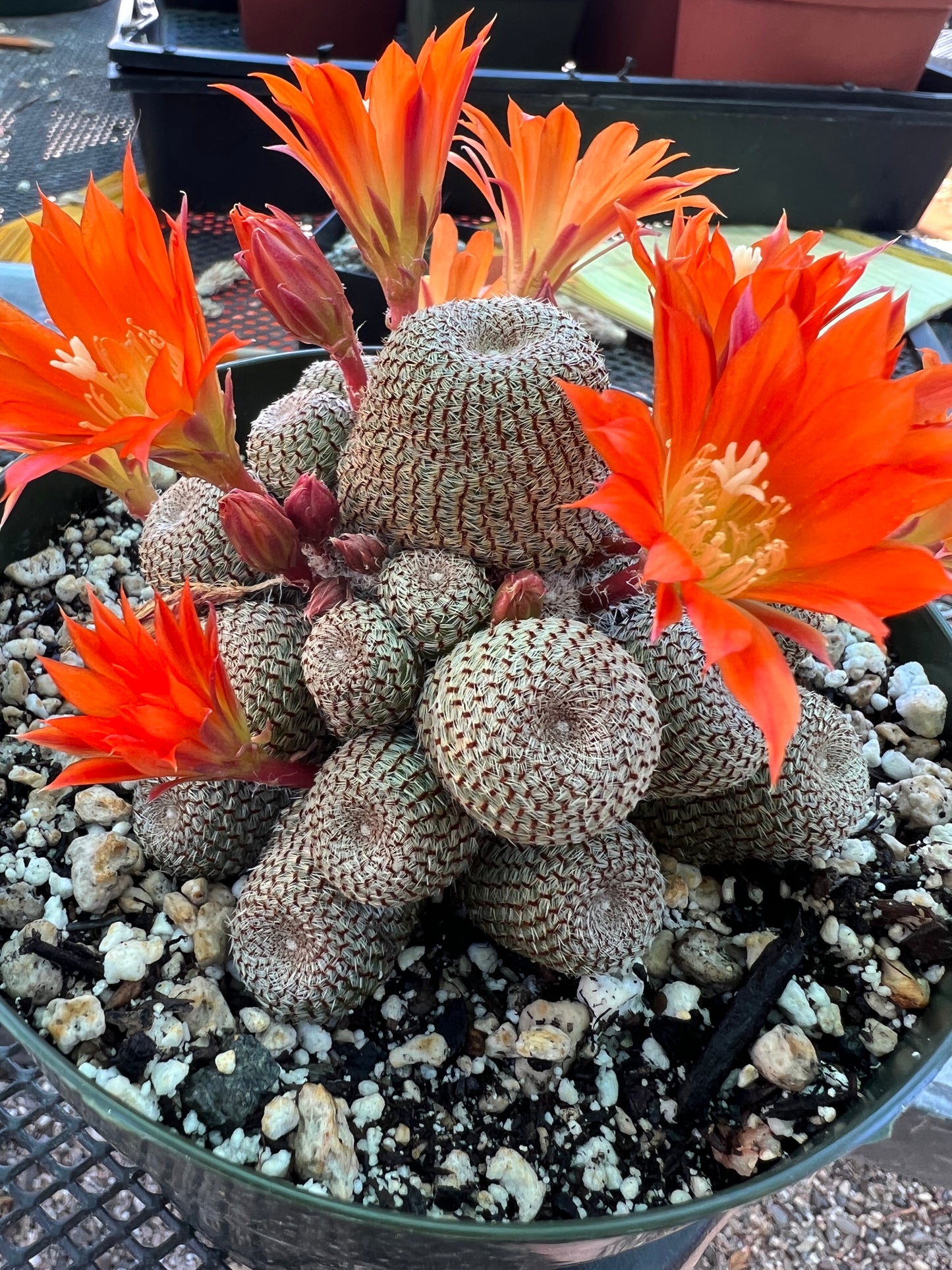 Rebutia heliosa cactus large cluster in 6 inch pot