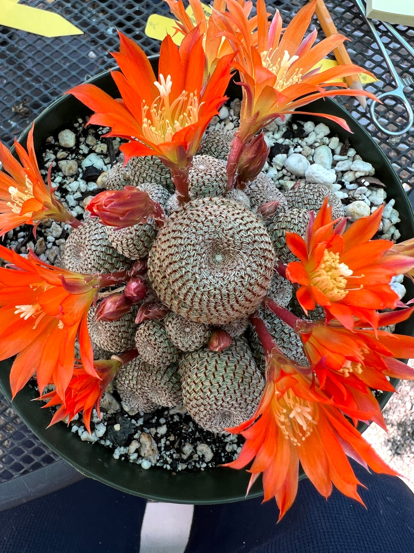 Rebutia heliosa cactus large cluster in 6 inch pot