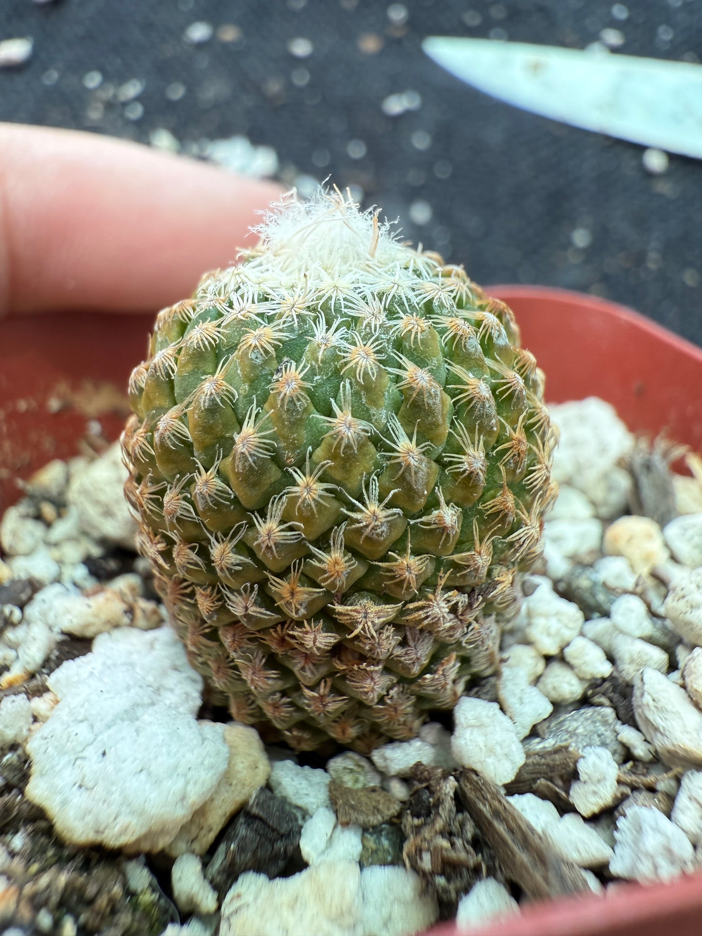 Pelecyphora strobilliformis very rare cactus 157