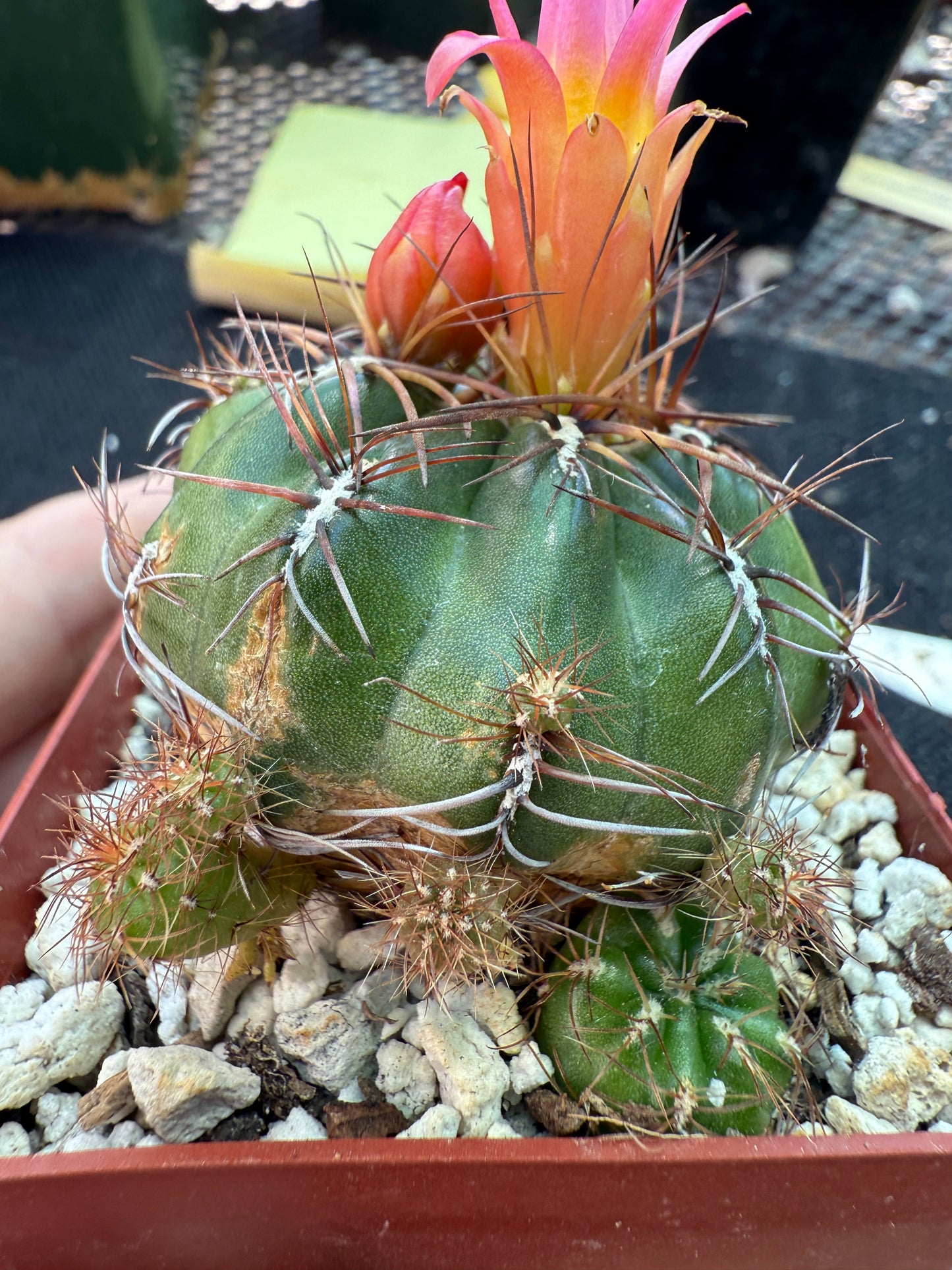 Oroya minima cactus rare 158