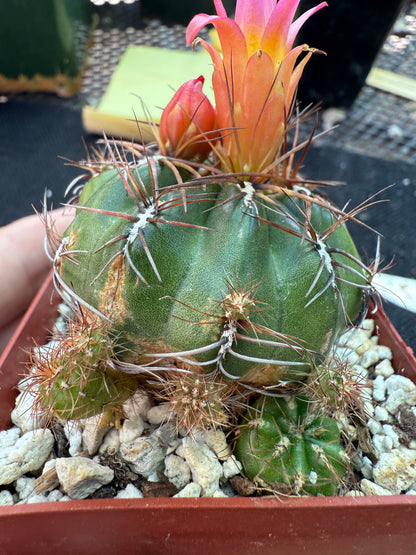 Oroya minima cactus rare 158