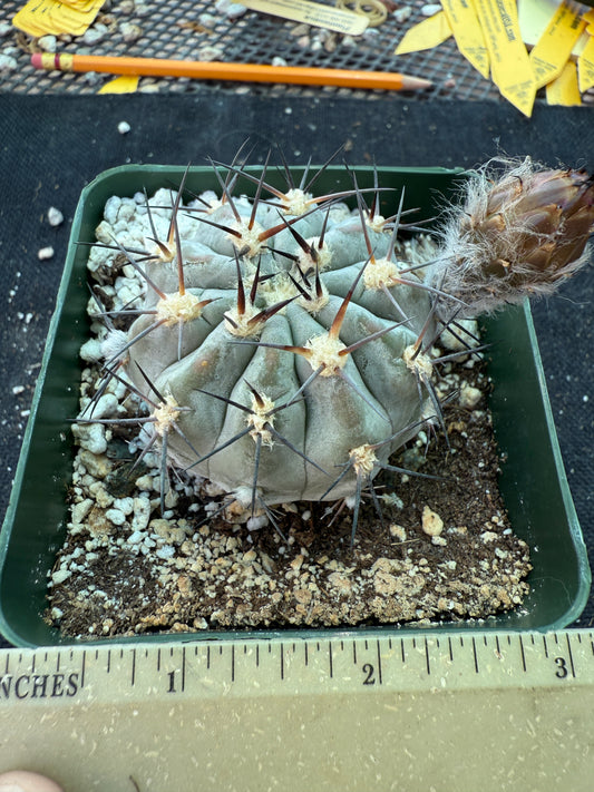 Acanthocalycium glaucum rare cactus 161