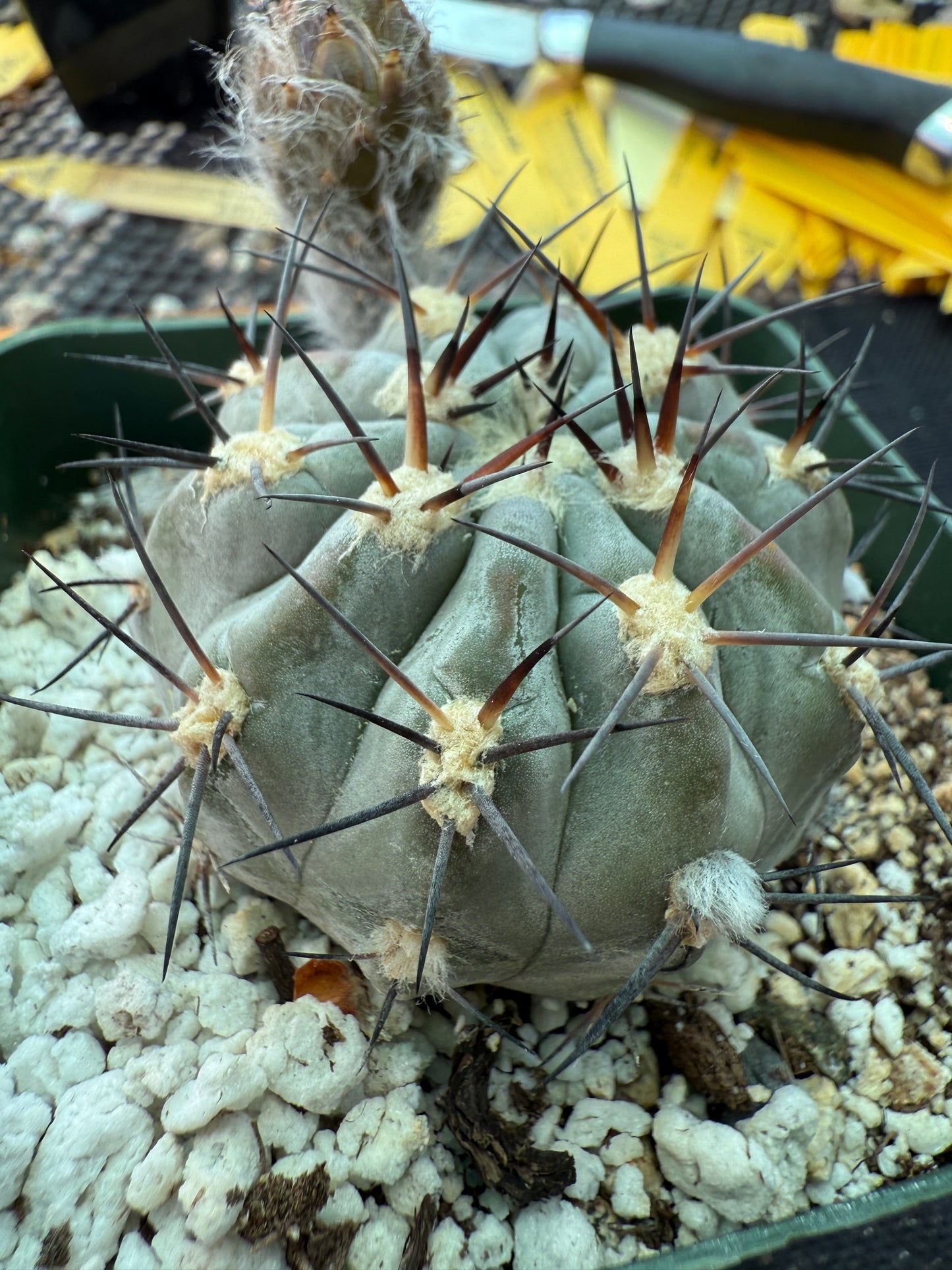 Acanthocalycium glaucum rare cactus 161