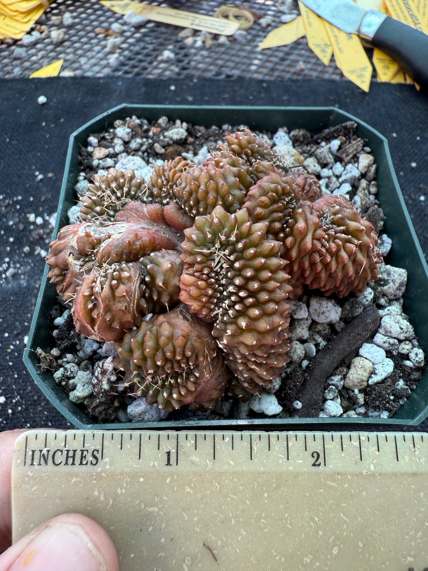 Gymnocalycium inermis crest monstrose very nice 162