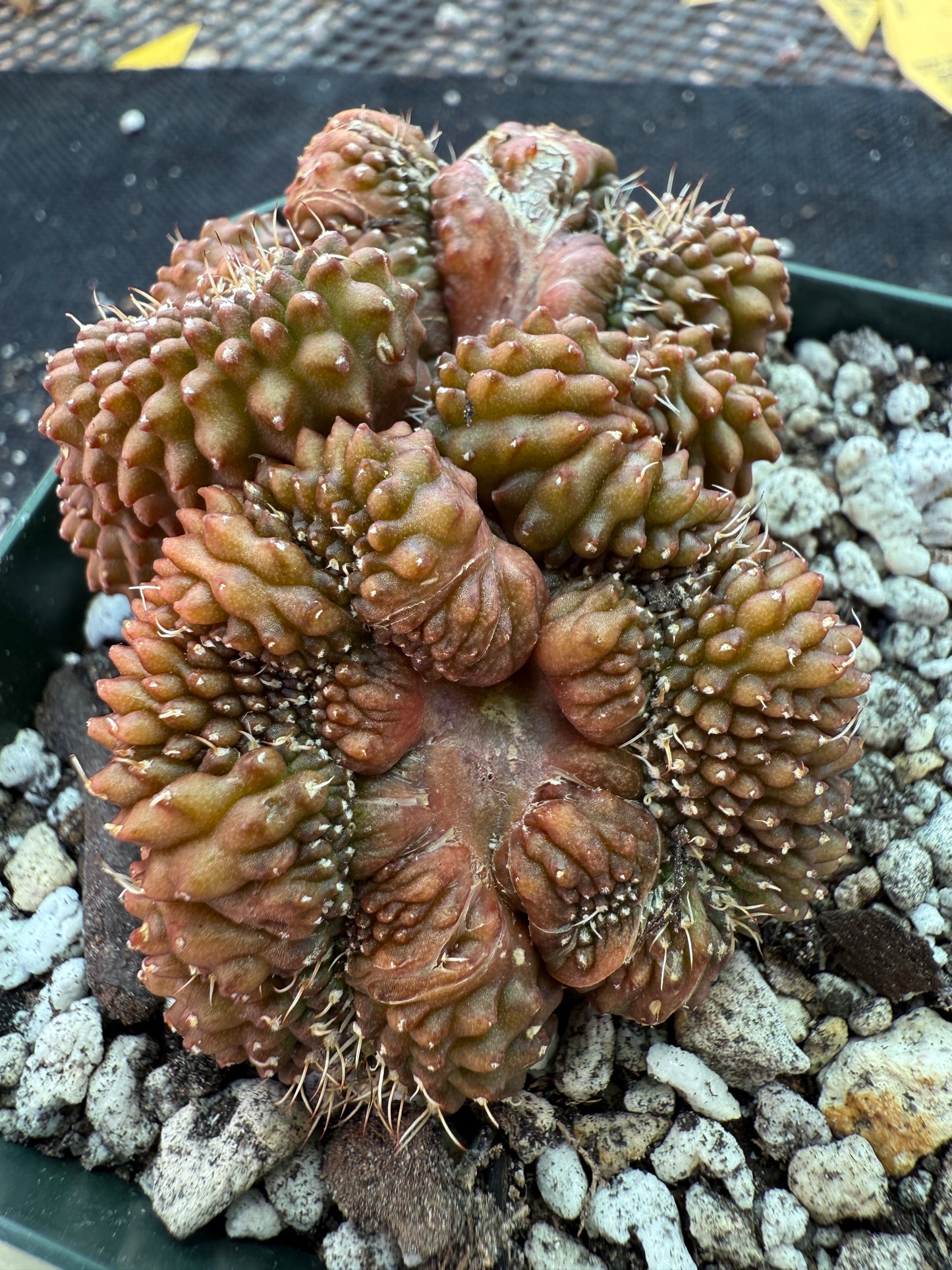 Gymnocalycium inermis crest monstrose very nice 162