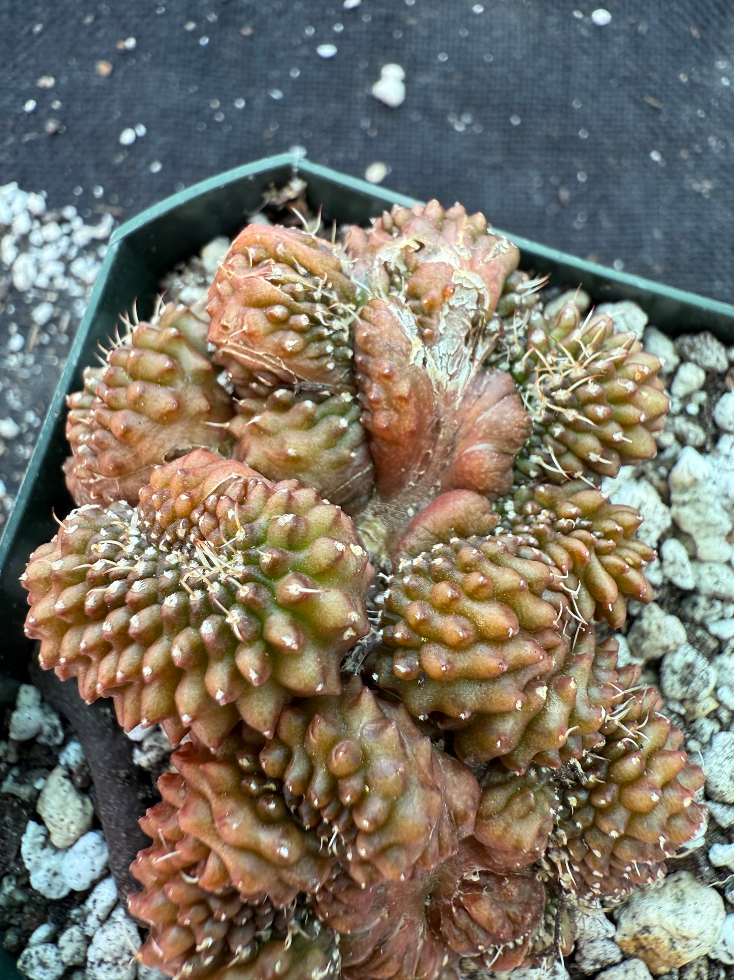 Gymnocalycium inermis crest monstrose very nice 162