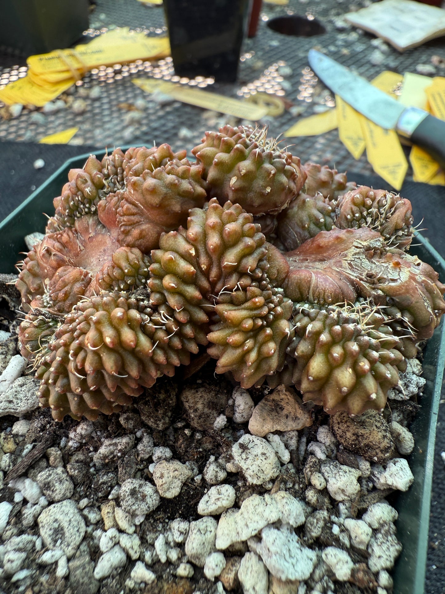 Gymnocalycium inermis crest monstrose very nice 162