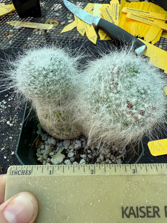 Mammillaria hahniana old lady cactus 163