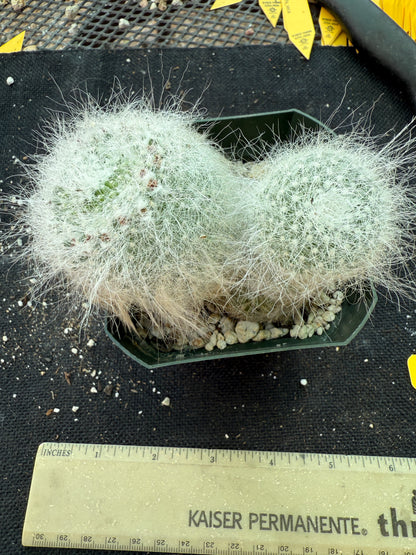 Mammillaria hahniana old lady cactus 163