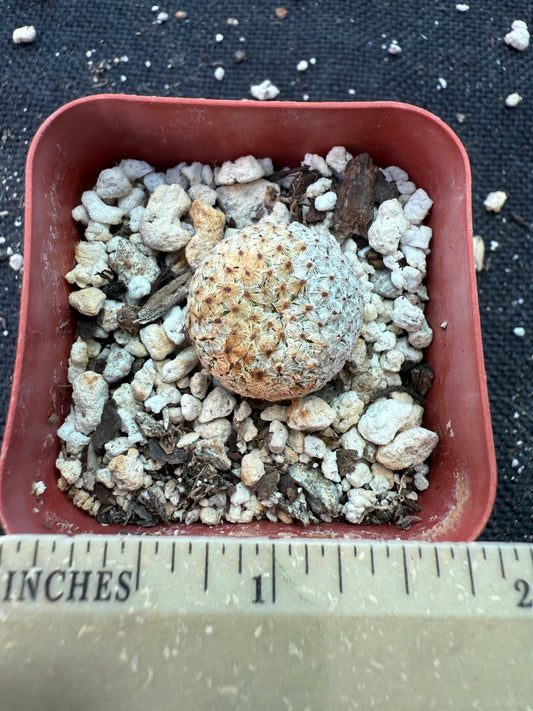 Mammillaria breviplumosa rare cactus 164