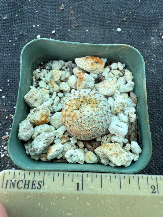 Mammillaria breviplumosa rare cactus 165