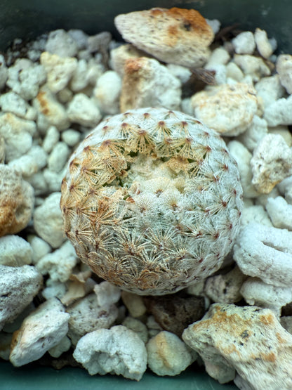 Mammillaria breviplumosa rare cactus 165