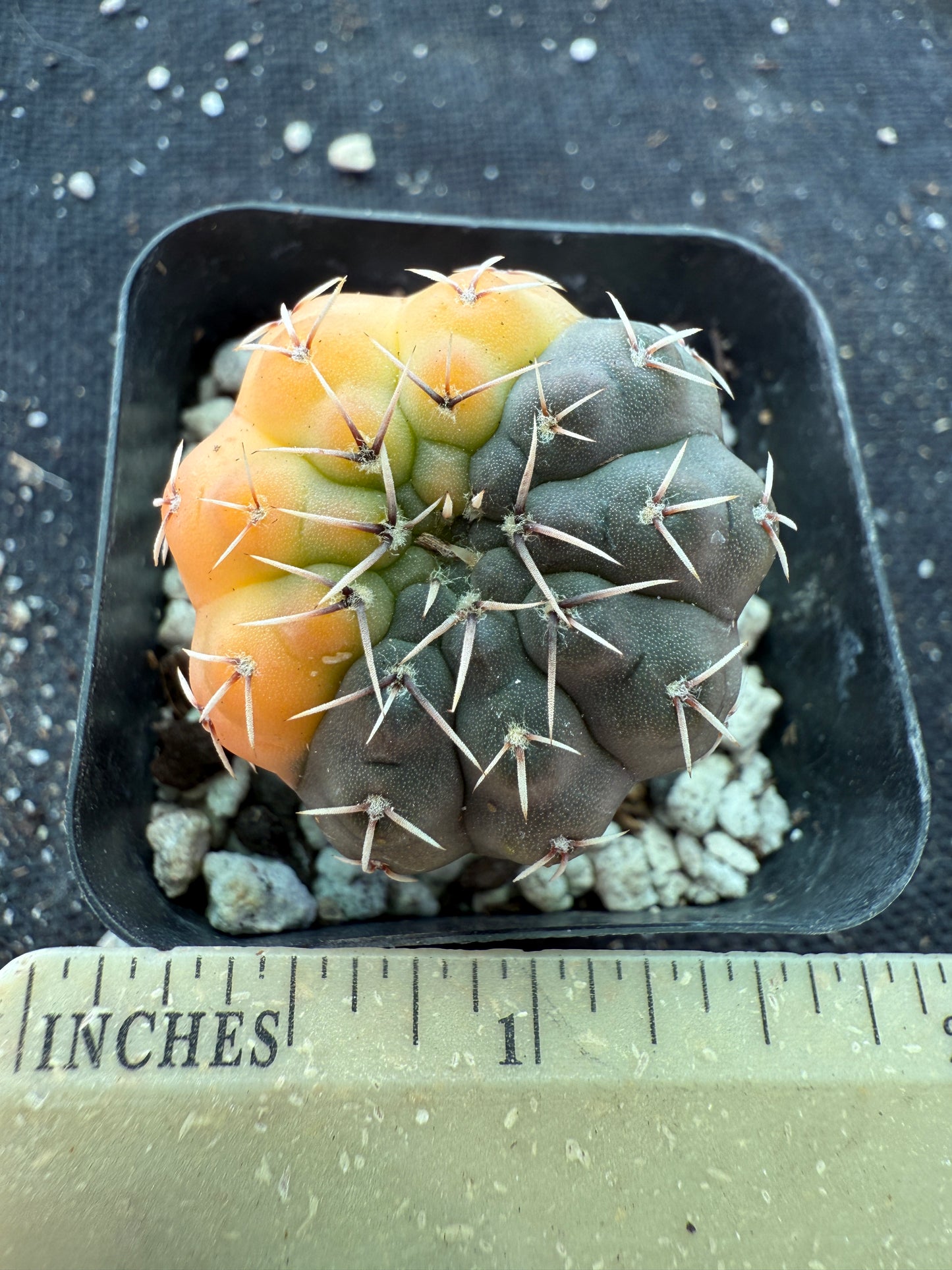 Gymnocalycium ochoterranae variegated rare cactus 167