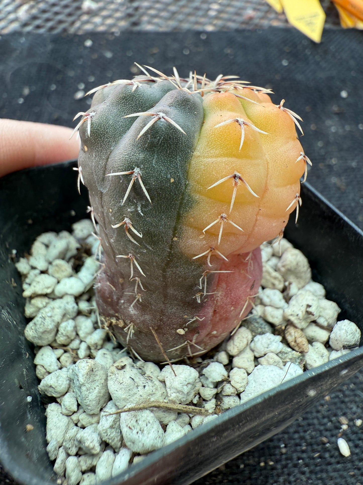 Gymnocalycium ochoterranae variegated rare cactus 167