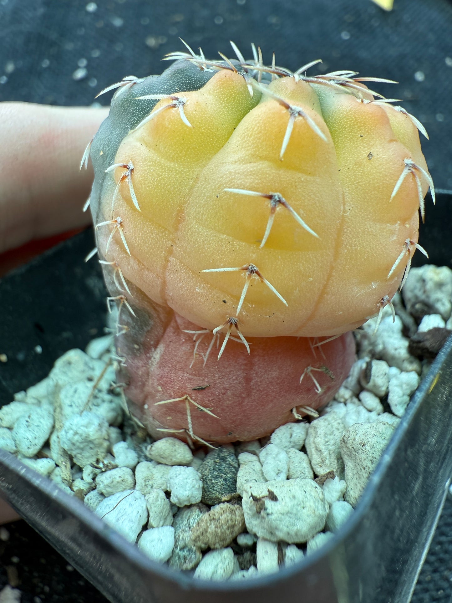 Gymnocalycium ochoterranae variegated rare cactus 167
