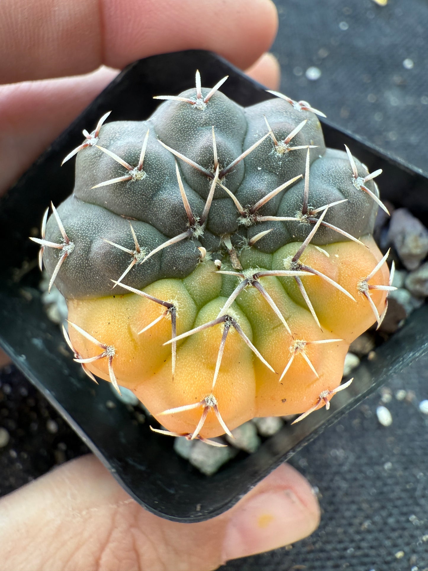 Gymnocalycium ochoterranae variegated rare cactus 167