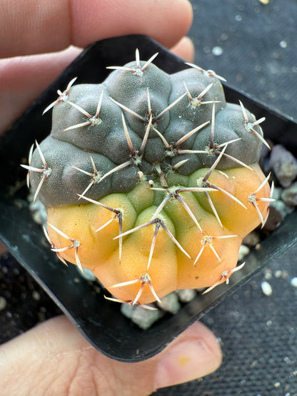 Gymnocalycium ochoterranae variegated rare cactus 167