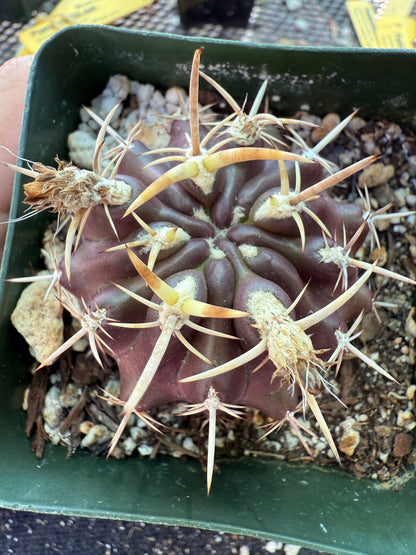 Neoporteria aspillagai rare cactus with pups 169