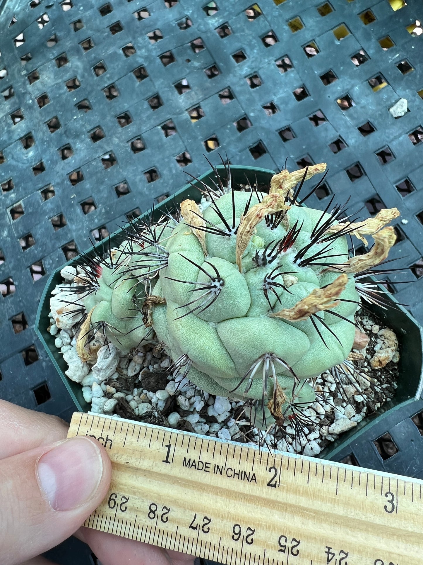 Ortegocactus macdougalii cactus in 3.25 inch pot