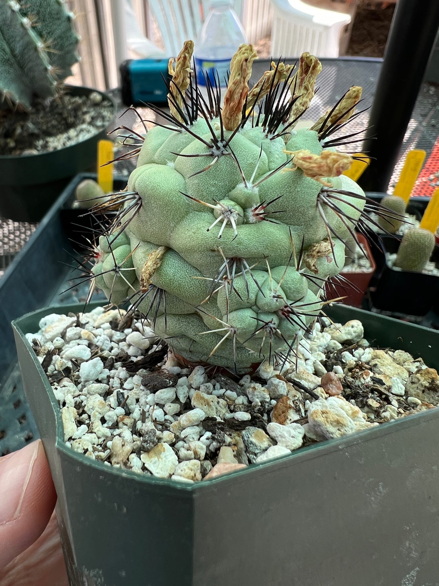 Ortegocactus macdougalii cactus in 3.25 inch pot