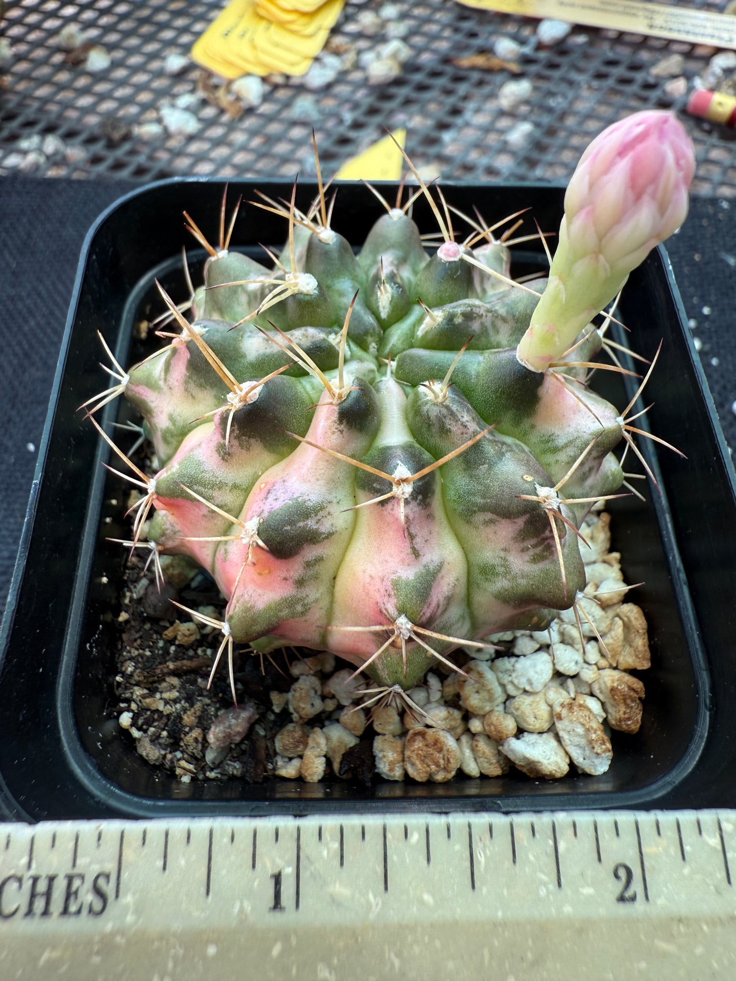 Gymnocalycium morning glory rare plant 171