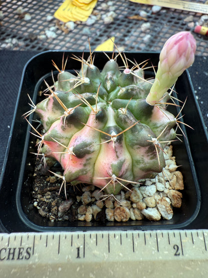 Gymnocalycium morning glory rare plant 171