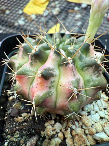 Gymnocalycium morning glory rare plant 171
