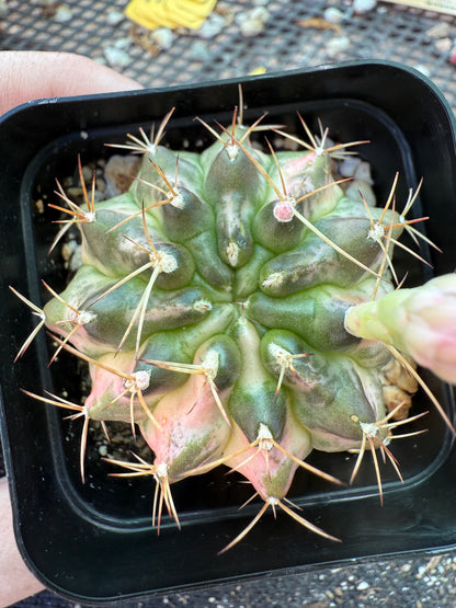 Gymnocalycium morning glory rare plant 171