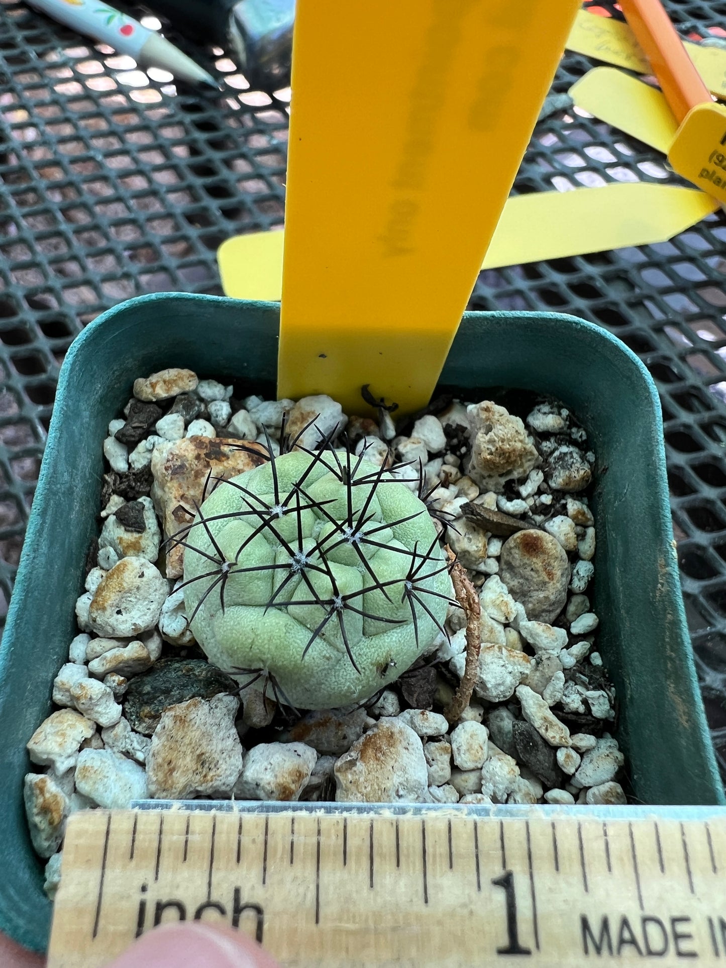 Ortegocactus macdougalii cactus #1