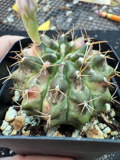 Gymnocalycium morning glory rare plant 171