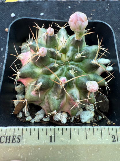 Gymnocalycium morning glory rare cactus 172