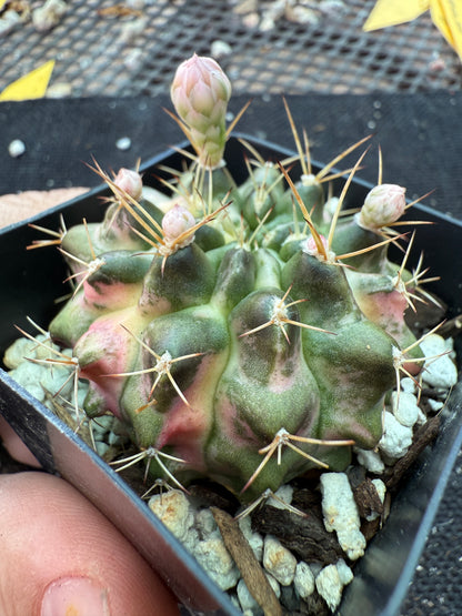 Gymnocalycium morning glory rare cactus 172