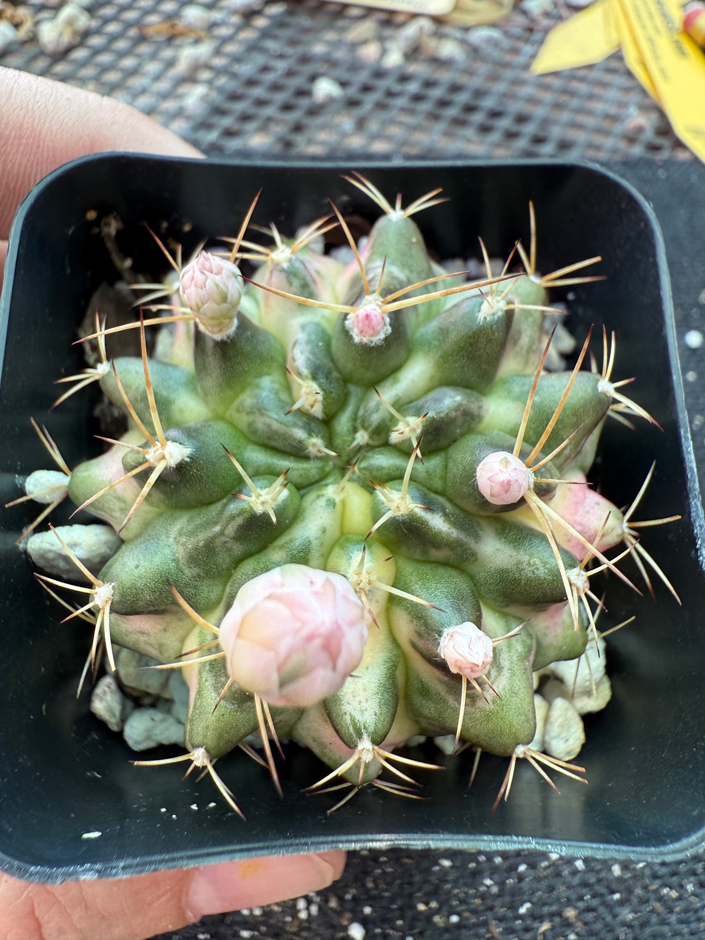 Gymnocalycium morning glory rare cactus 172