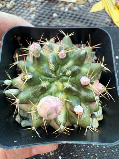 Gymnocalycium morning glory rare cactus 172