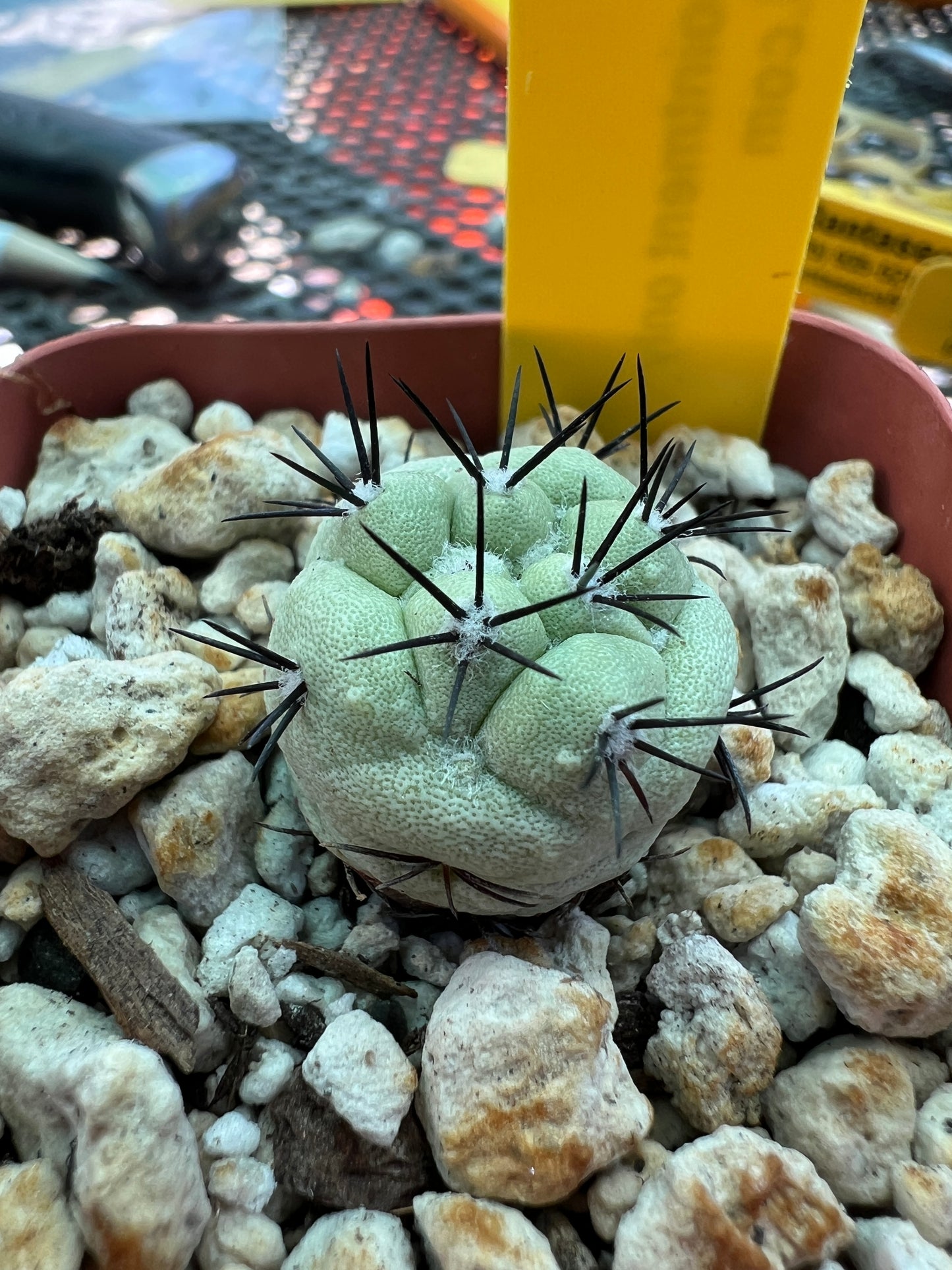 Ortegocactus macdougalii cactus #3