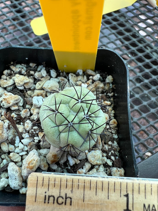 Ortegocactus macdougalii cactus #6