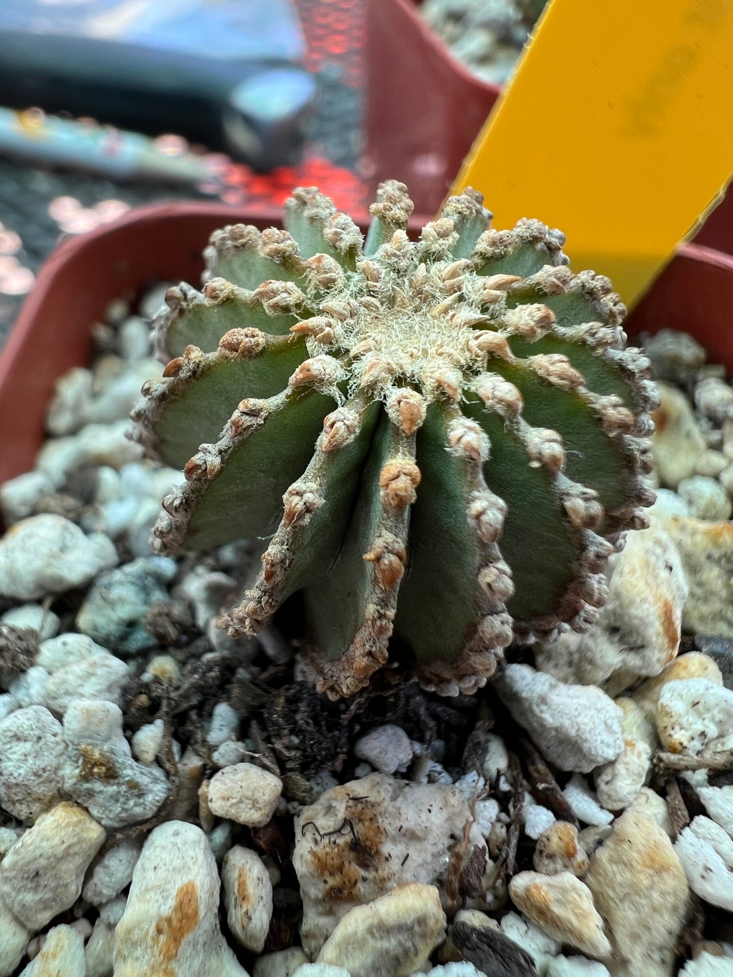 Geohintonia mexicana cactus #1