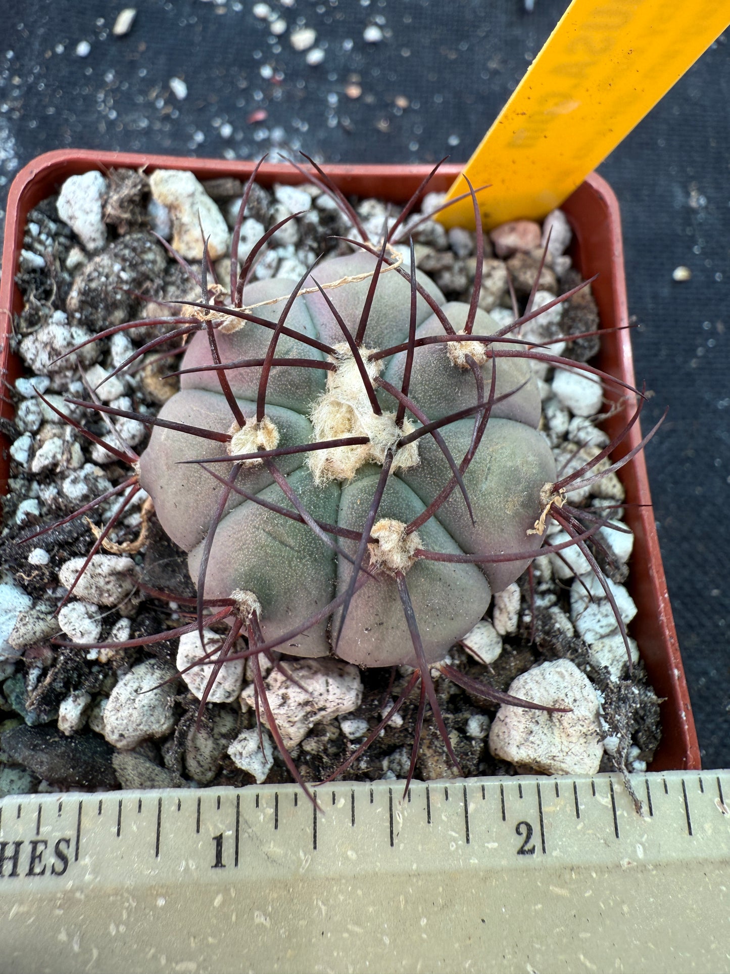 Gymnocalycium cabreraense rare cactus 179