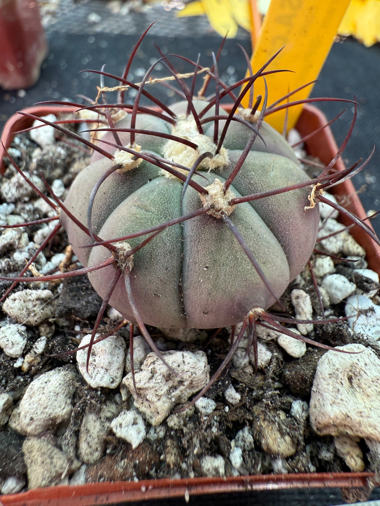 Gymnocalycium cabreraense rare cactus 179