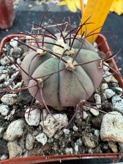 Gymnocalycium cabreraense rare cactus 179