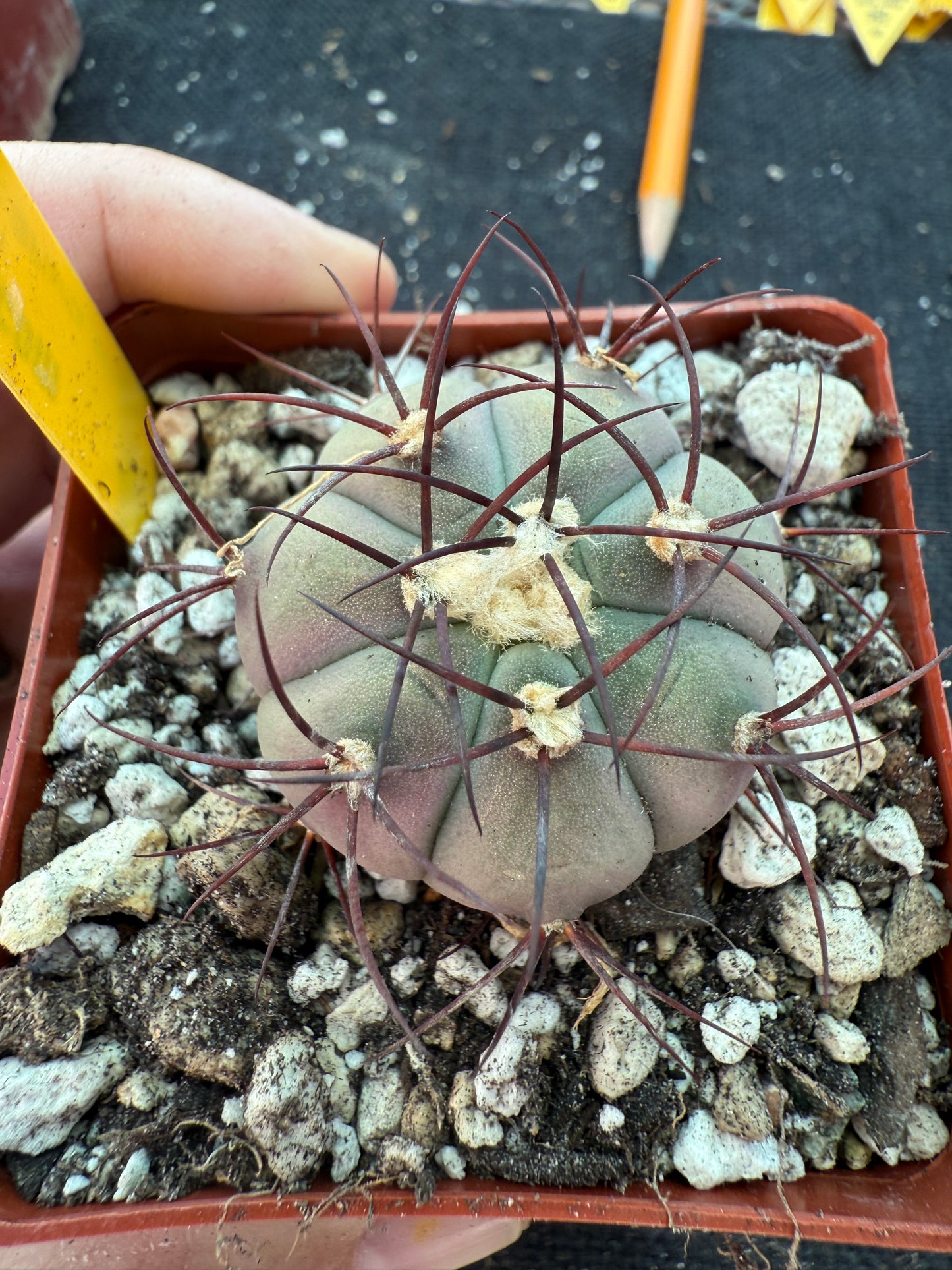 Gymnocalycium cabreraense rare cactus 179