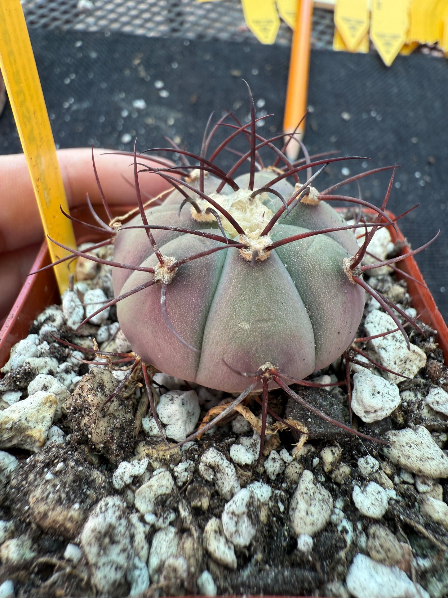 Gymnocalycium cabreraense rare cactus 179