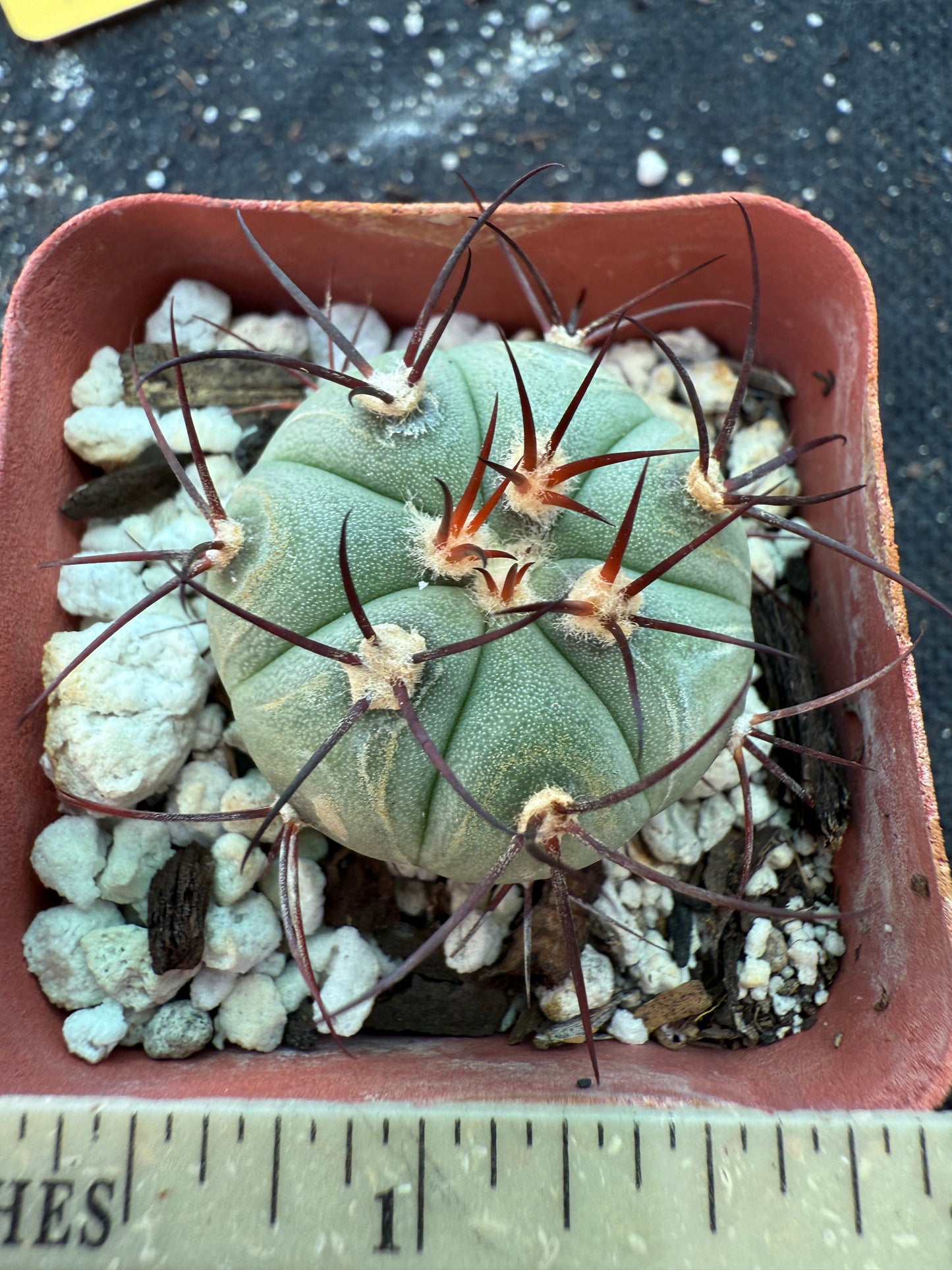 Gymnocalycium cabreraense rare cactus 181