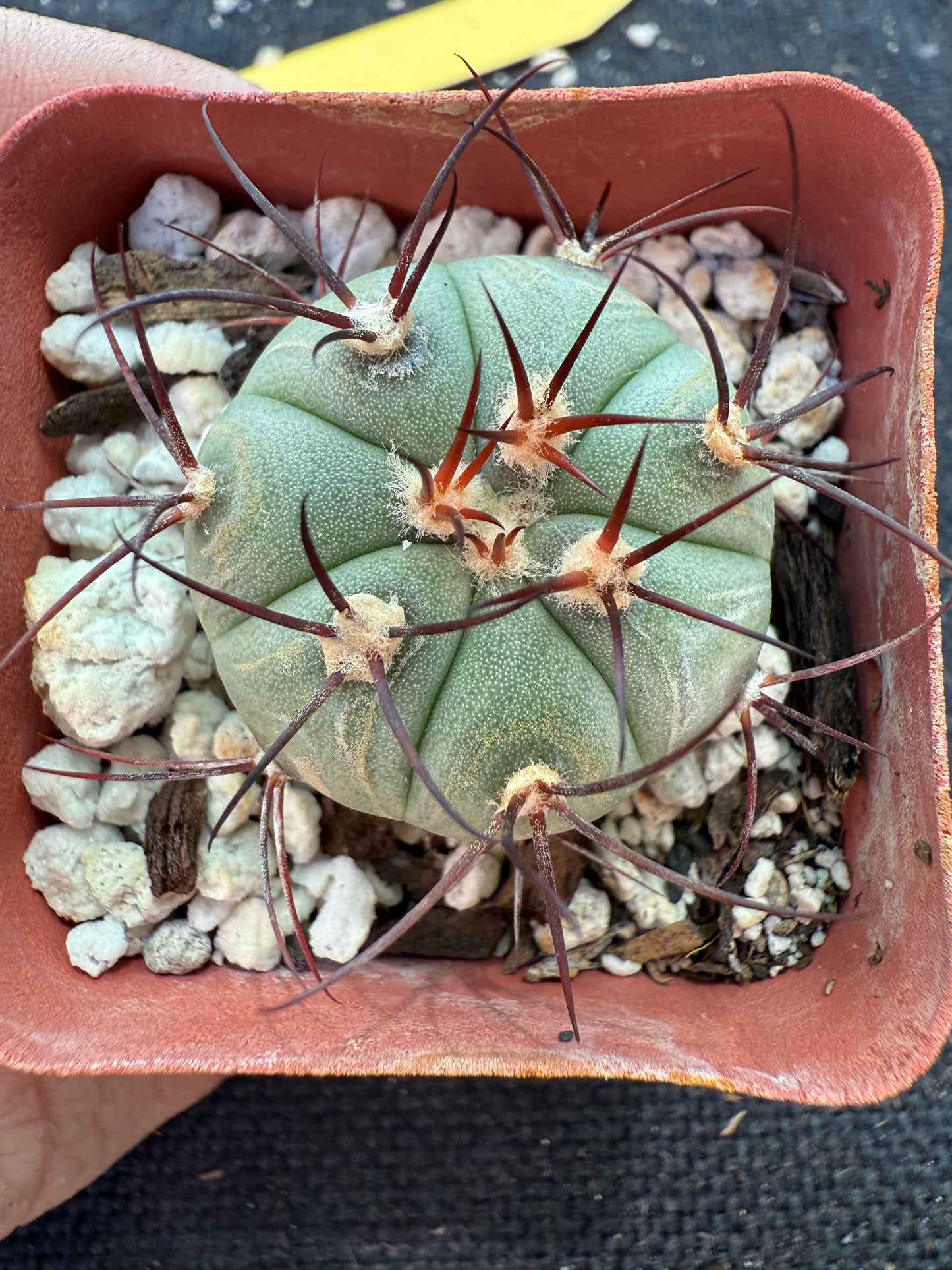 Gymnocalycium cabreraense rare cactus 181