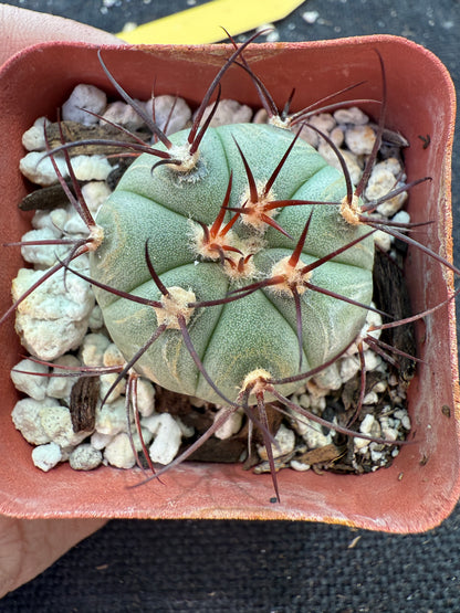 Gymnocalycium cabreraense rare cactus 181