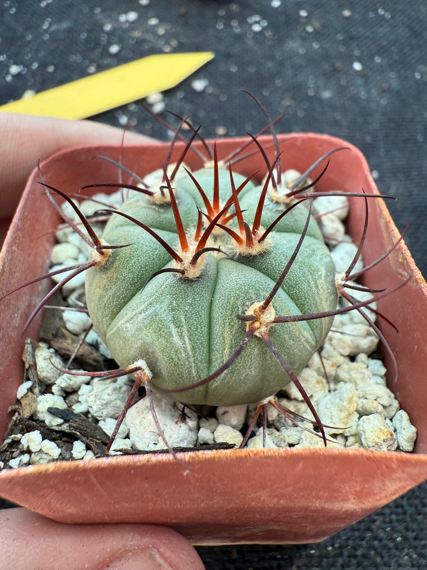 Gymnocalycium cabreraense rare cactus 181