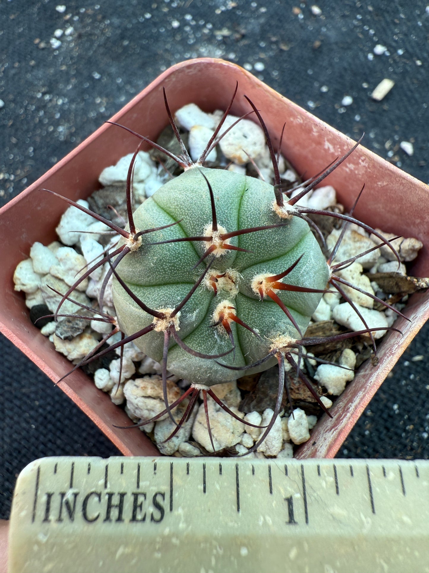 Gymnocalycium cabreraense rare cactus 182